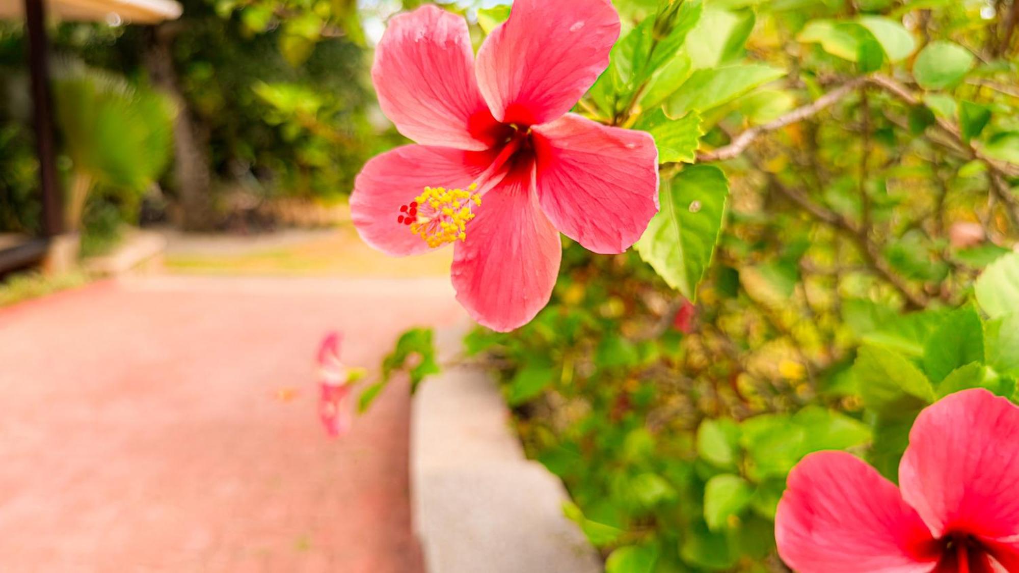 Cocotier Du Rocher La Digue Dış mekan fotoğraf